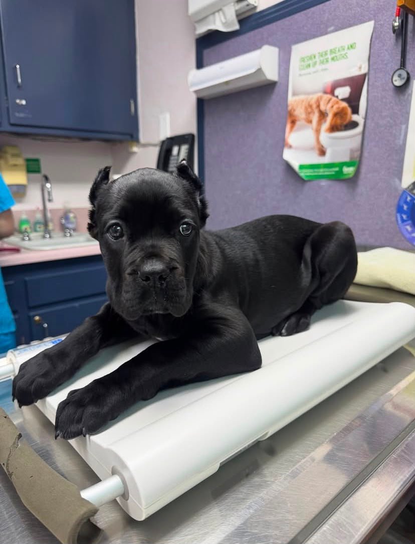 DOG NAME — Noble Cane Corso