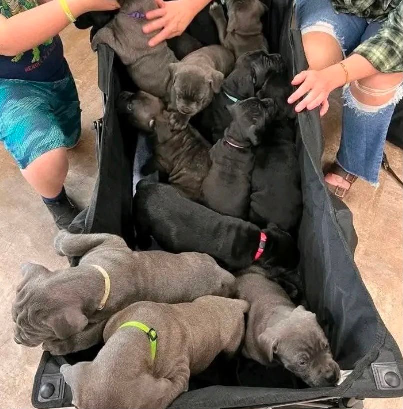 PUPPY NAME — Noble Cane Corso