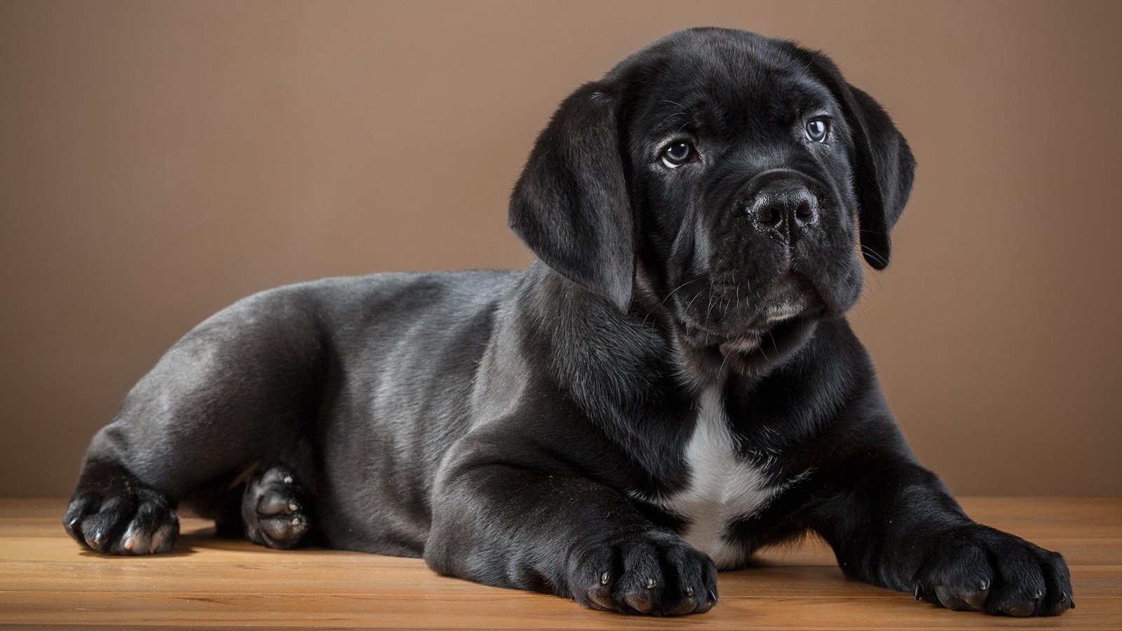 Available Cane Corso Puppies — Noble Cane Corso
