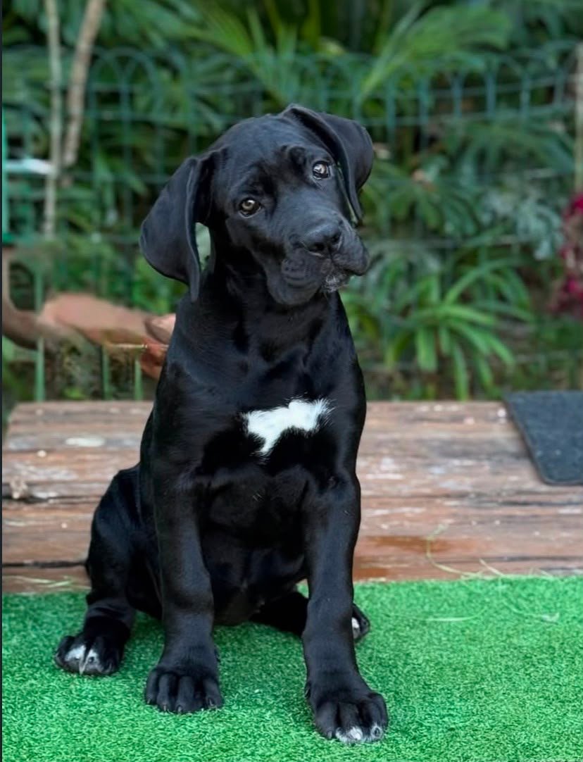 DOG NAME — Noble Cane Corso