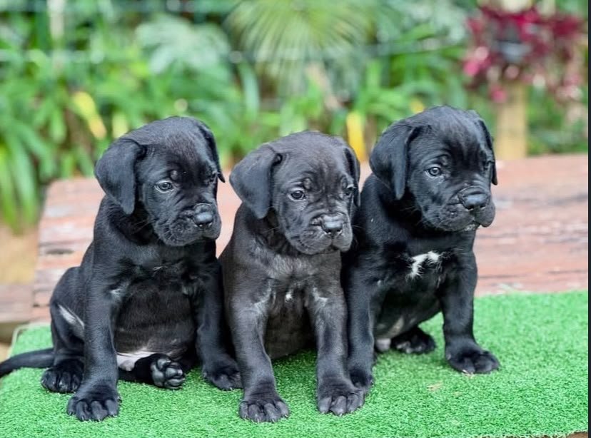 DOG NAME — Noble Cane Corso
