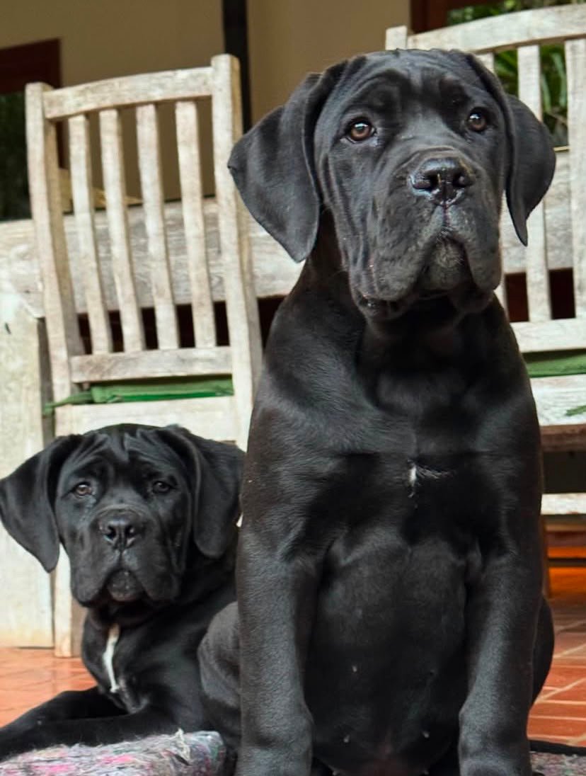 DOG NAME — Noble Cane Corso