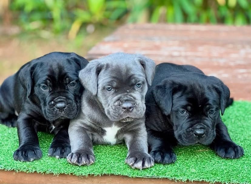 DOG NAME — Noble Cane Corso