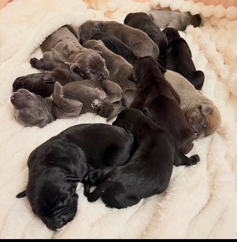 PUPPY NAME — Noble Cane Corso