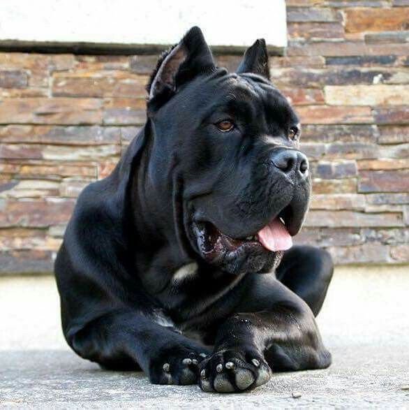 DOG NAME — Noble Cane Corso