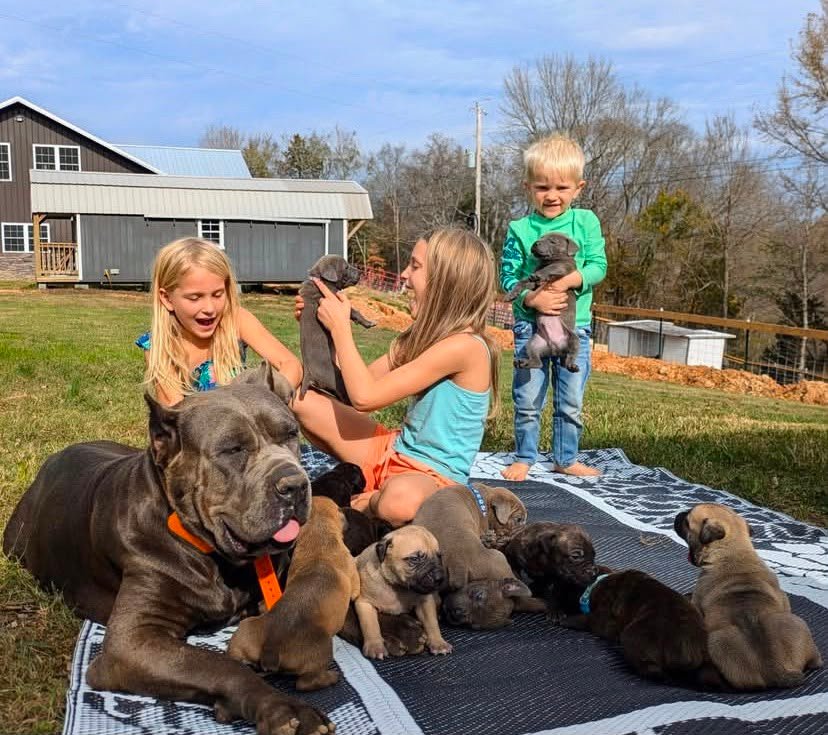 Noble Cane Corso Family Companion