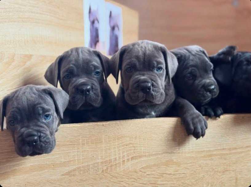 Noble Cane Corso litter