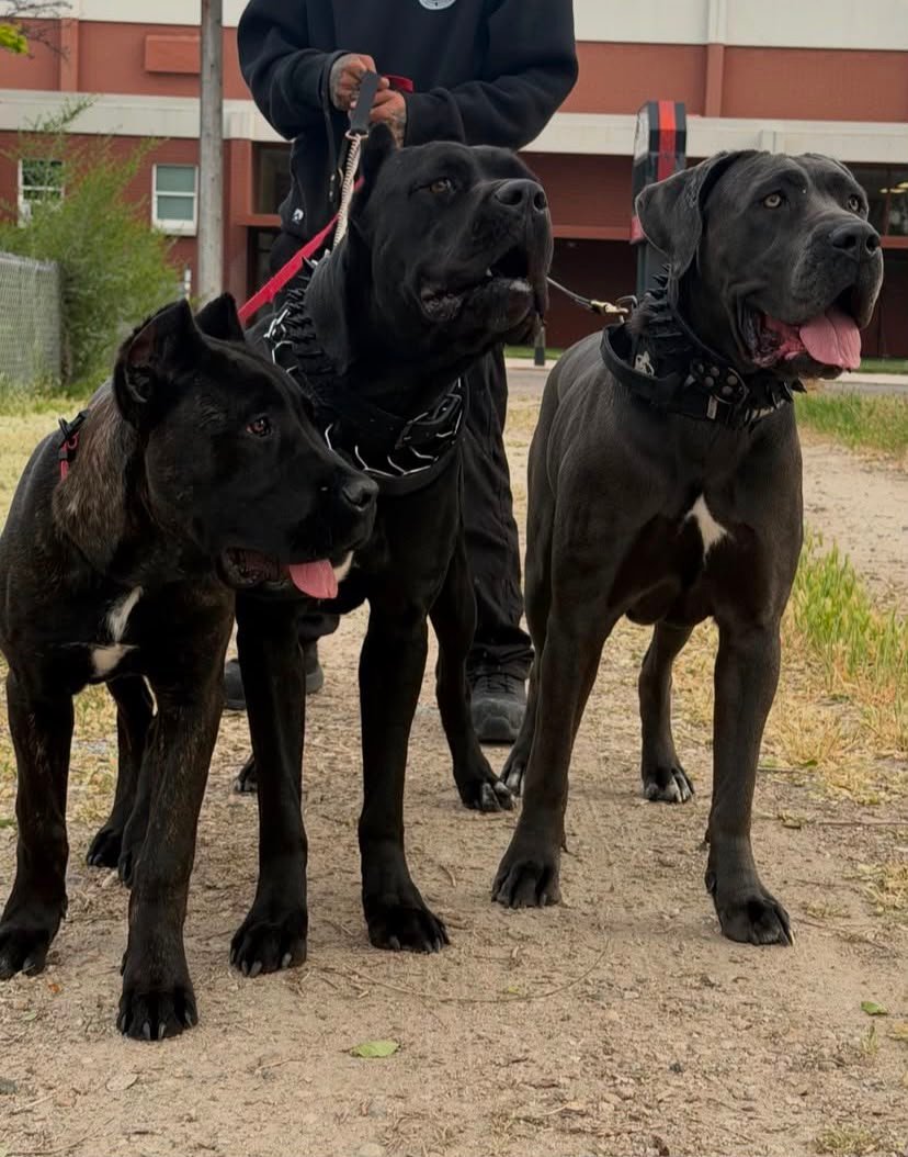 Noble Cane Corso puppy portrait